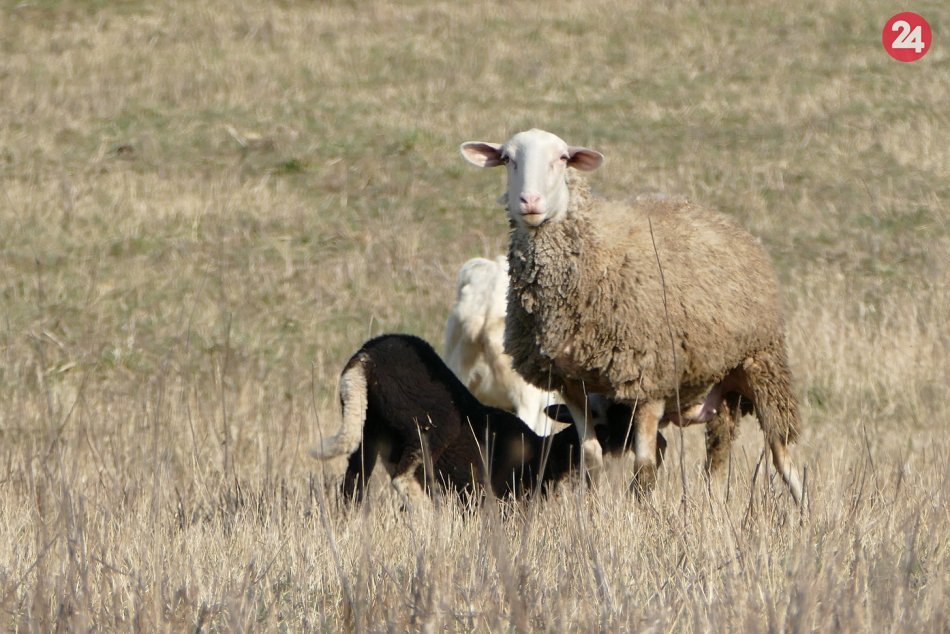 Ilustračný obrázok k článku Nájdite si svojho baču na mäso aj mliečne výrobky, odporúčajú chovatelia oviec