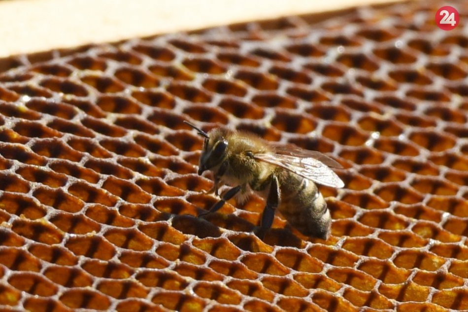 Ilustračný obrázok k článku Včely sú v čase postrekov agresívnejšie a ich jed pôsobí intenzívnejšie, varuje včelár