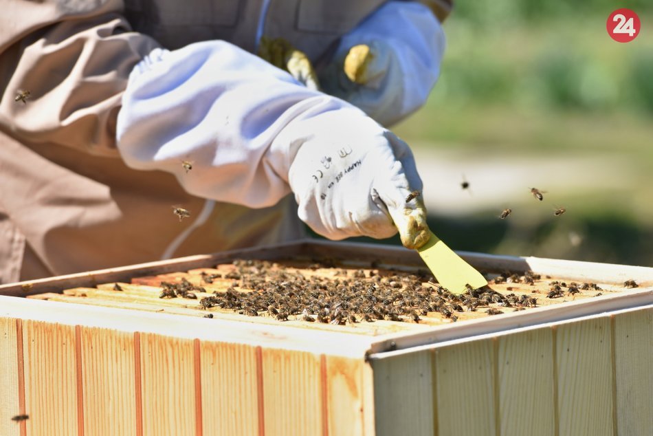 Ilustračný obrázok k článku Za včelami do Topoľčianok: Slovenskí a maďarskí lesníci obnovili včelárske tradície
