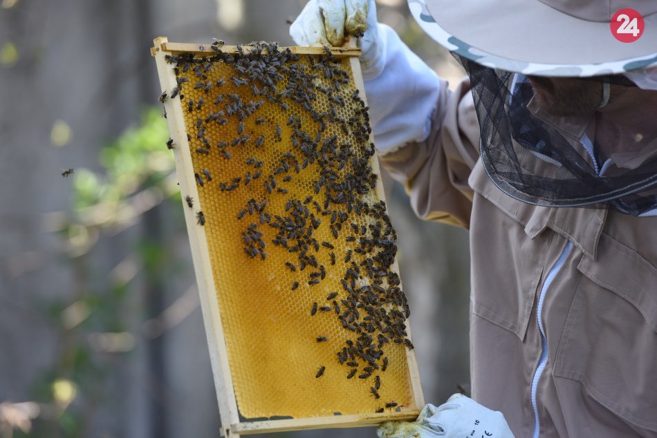 Ilustračný obrázok k článku Agrokomplex sa zmení na MEDOVÉ kráľovstvo: Hostiť bude veľký včelársky veľtrh