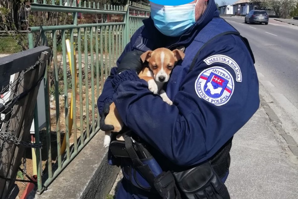 Ilustračný obrázok k článku Roztomilé šteniatka skončili na ulici: Neznáma žena ich mala prehodiť cez plot