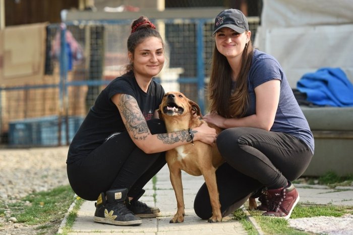 Ilustračný obrázok k článku Koronakríza nedolieha len na ľudí, zvieracie útulky sa dostávajú do existenčných problémov