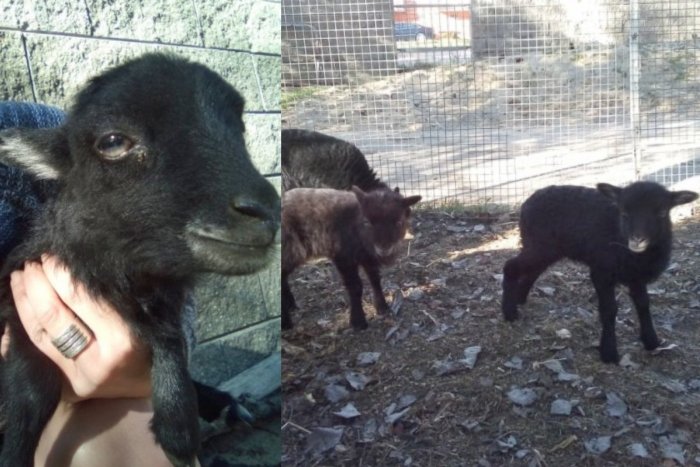 Ilustračný obrázok k článku Rozkošná trojica: Babičkin dvor privítal nových obyvateľov, FOTO