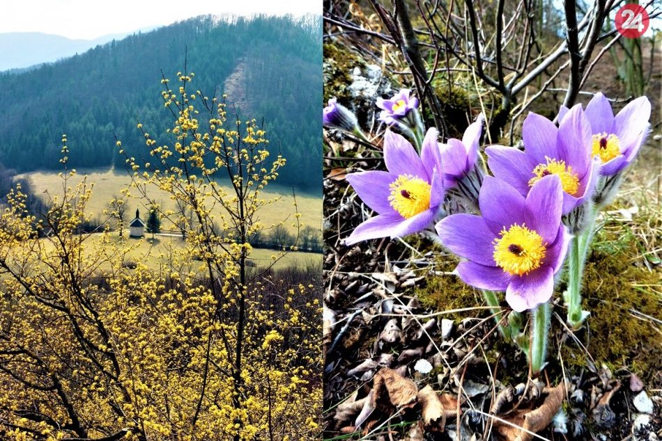 Ilustračný obrázok k článku Príroda v okolí Považskej je na jar úchvatná: Vedeli ste, že…, FOTO