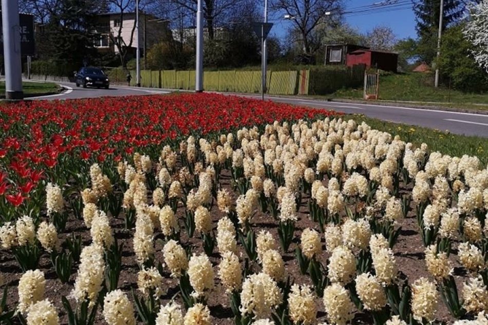 Ilustračný obrázok k článku Bystrica aj v čase pandémie kvitne do krásy: Kvetinové záhony hýria farbami, FOTO