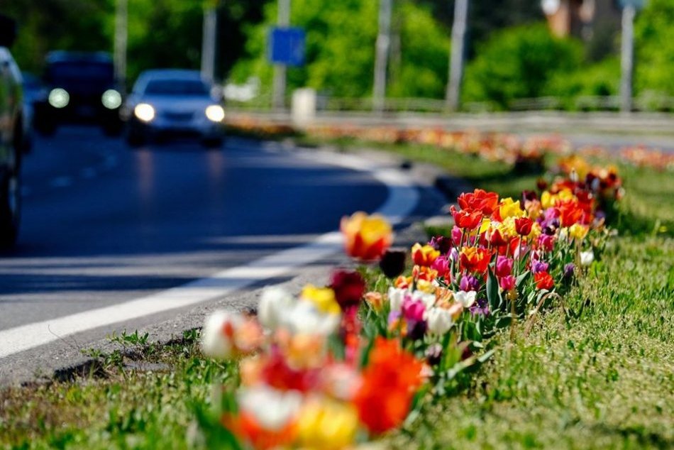Ilustračný obrázok k článku Veselšia cesta na Patrónku aj na Kramáre. Kvety skrášlili Bratislavu