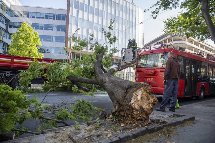 Ilustračný obrázok k článku Dramatické zábery: Strom spadol rovno na trolejbus + FOTO