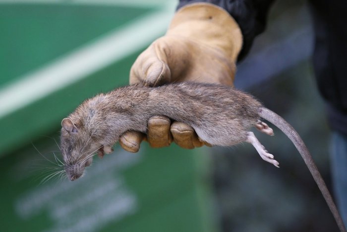 Ilustračný obrázok k článku Petržalka má obrovský PROBLÉM: Najväčšie slovenské sídlisko bojuje s premnoženými potkanmi