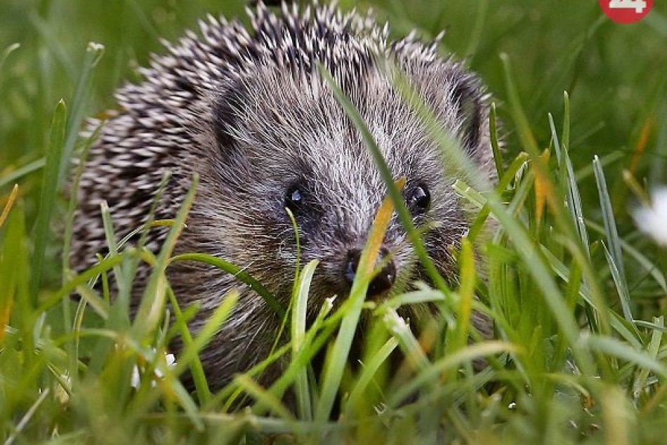 Ilustračný obrázok k článku KURIOZITA DŇA: Polícia zachránila ježa, ktorého zlákala banánová príchuť