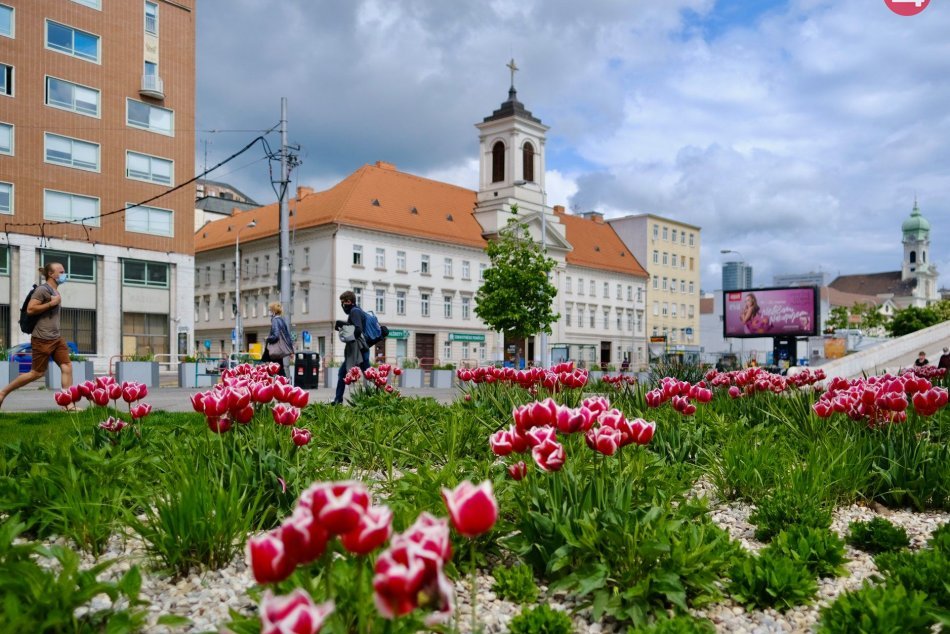 Ilustračný obrázok k článku FOTO: Kamenné námestie nádherne zakvitlo. Zdobí ho odroda tulipánov so zaujímavým menom