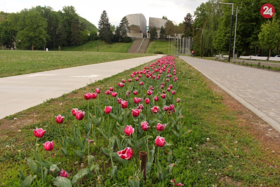 Ilustračný obrázok k článku Pohľad, ktorý pohladí na duši: V bystrickom parku rozkvitli holandské tulipány, FOTO