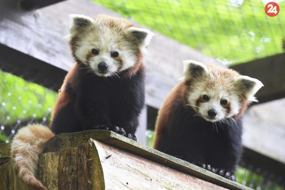 Ilustračný obrázok k článku Bratská dvojica pánd červených sú novými atraktívnymi zvieratami v košickej zoo, FOTO