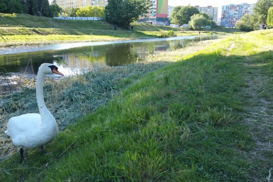 Ilustračný obrázok k článku FOTO: Nešetrné kosenie v Petržalke ohrozilo hniezdiace vtáky