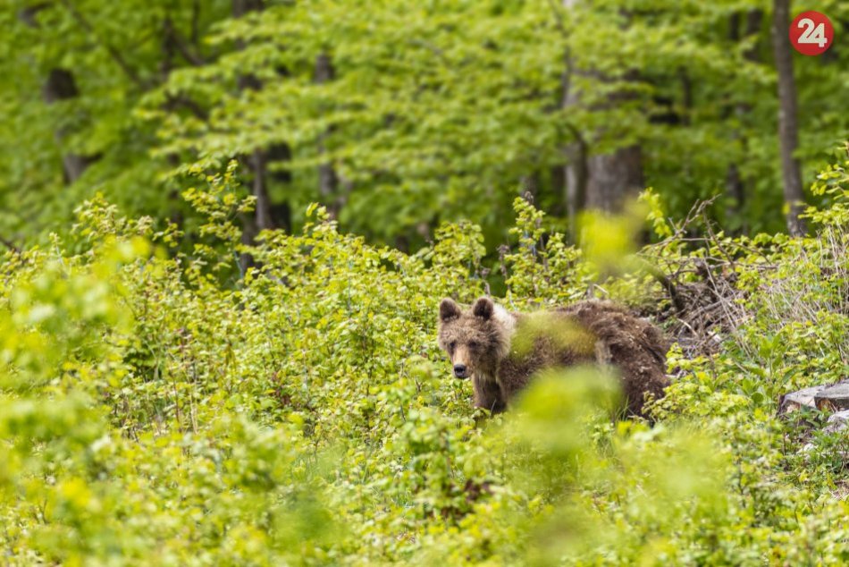 Ilustračný obrázok k článku Zoči-voči medveďovi: Bystričan Aleš nafotil úchvatné zábery, FOTO