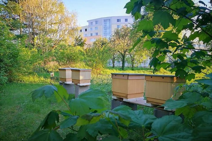 Ilustračný obrázok k článku V botanickej záhrade na Prednádraží pribudli včelie úle
