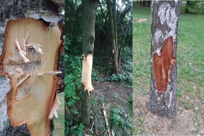 Ilustračný obrázok k článku Neznámy vandal v Nitre ničí stromy: Polícia žiada ľudí o pomoc