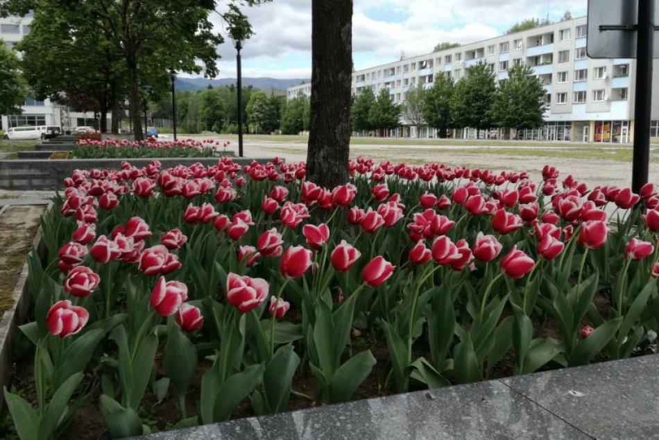 Ilustračný obrázok k článku Bystrica kvitne do krásy: Aj Námestie Slobody rozžiarili kvety, FOTO