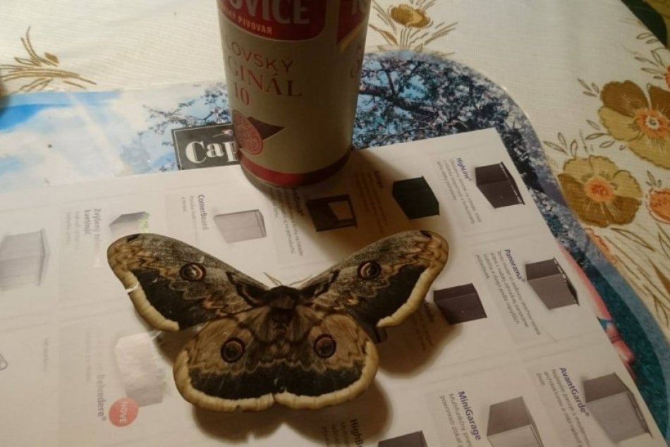 Ilustračný obrázok k článku KURIOZITA DŇA: Náš čitateľ mal vzácneho hosťa, OBOR medzi motýľmi priletel na pivečko!
