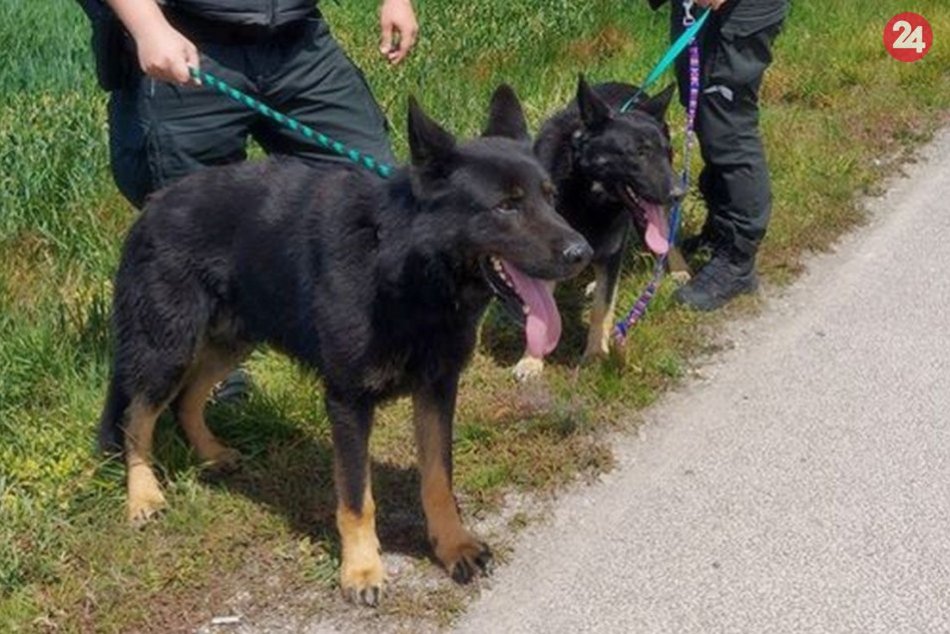 Ilustračný obrázok k článku Naháňačka so šťastným koncom: Zatúlaných psíkov pomáhali odchytiť aj policajti