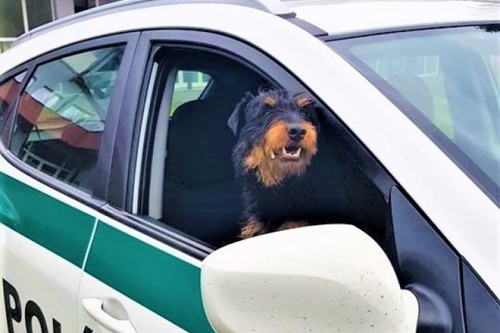 Ilustračný obrázok k článku Priateľské šteniatko pribehlo k policajtom: Mia sa vrátila domov, FOTO