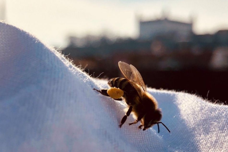 Ilustračný obrázok k článku Bude včela chráneným druhom živočícha? Na stole je návrh zákona