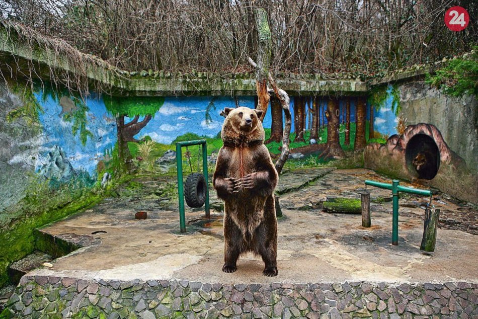 Ilustračný obrázok k článku Medveď v bratislavskej ZOO žije v starom betónovom výbehu. Kedy sa dočká nového bývania?