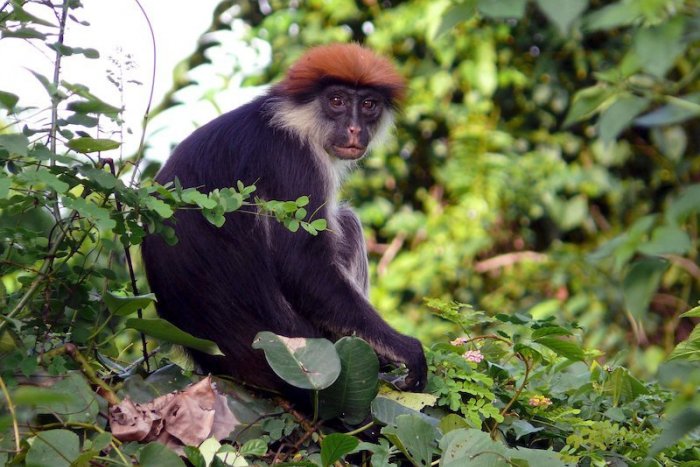Ilustračný obrázok k článku VIDEO: Opica ukradla vzorky s koronavírusom. Je to vážnejšie, ako sa zdá!