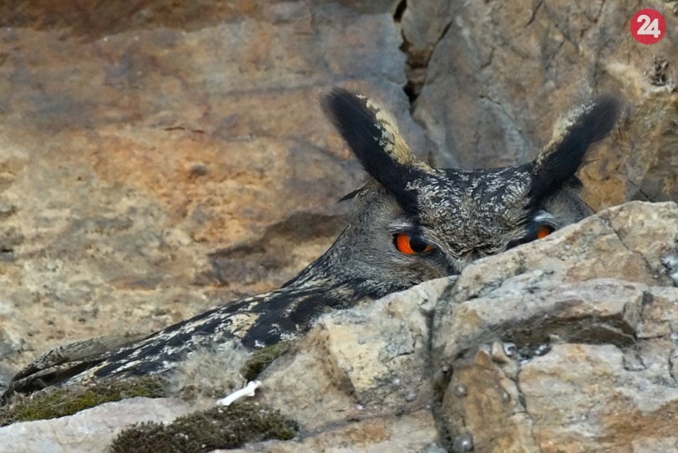 Ilustračný obrázok k článku KURIOZITA DŇA: Na Ponitrí zahniezdila naša najväčšia sova