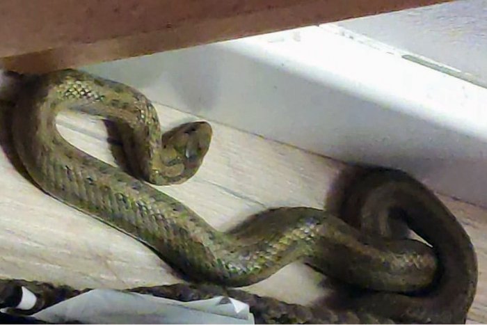 Ilustračný obrázok k článku Šok v petržalskom soláriu: Had sa prišiel vyhriať do tepla