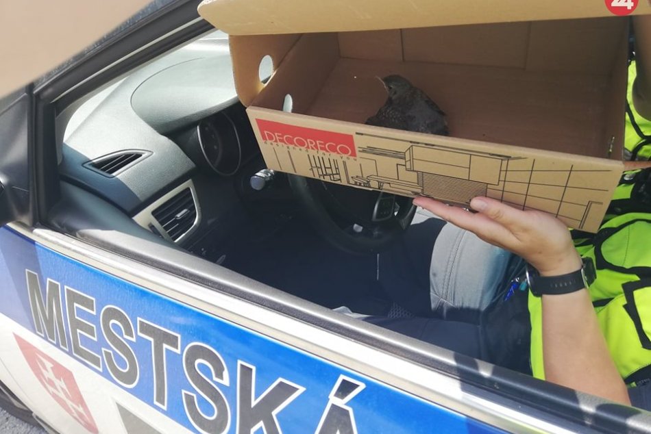 Ilustračný obrázok k článku Nezvyčajná záchrana v centre Zvolena: Mestskí policajti ratovali vtáčatko, FOTO
