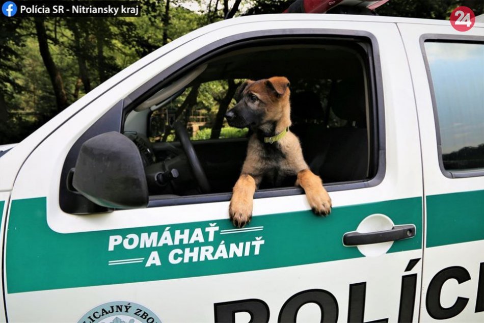 Ilustračný obrázok k článku KURIOZITA DŇA: Novú rozkošnú posilu polície si ihneď zamilujete!