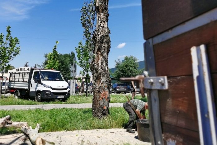 Ilustračný obrázok k článku Mesto v spolupráci s hasičmi odstránilo štyri odumreté topole na Rybníkovej