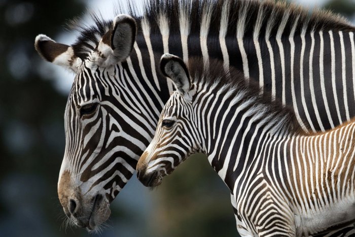 Ilustračný obrázok k článku ZOO Bojnice s novým prírastkom: Získala veľmi vzácne zebry