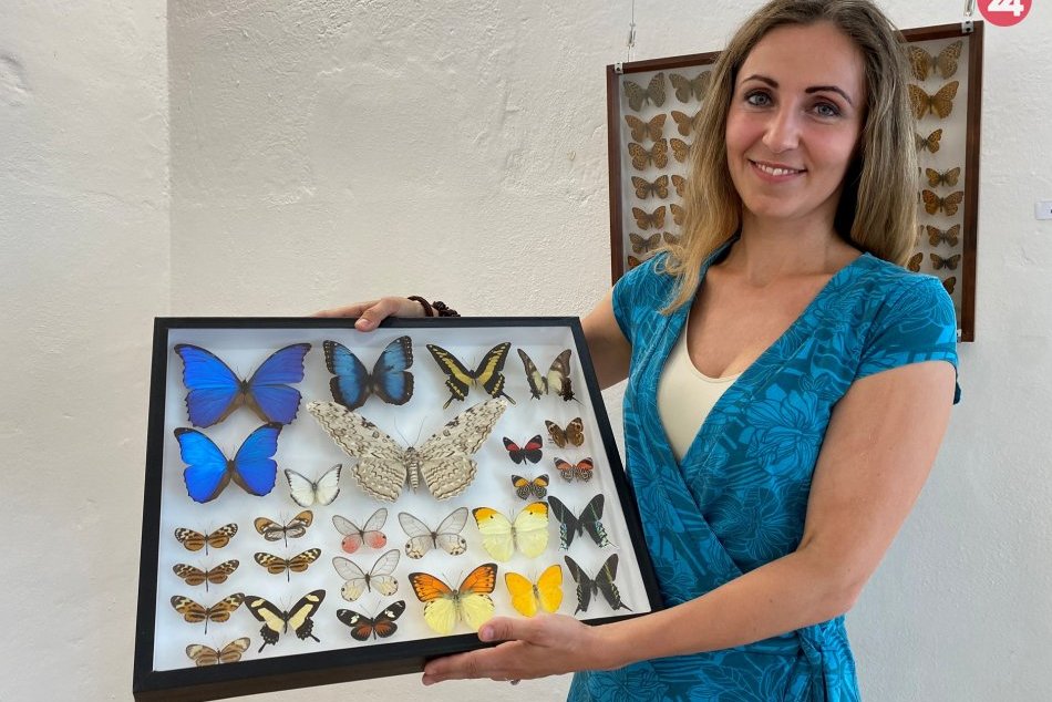 Ilustračný obrázok k článku Atrakcia neďaleko Prešova: Na výstave motýľov môžeme vidieť ich liahnutie, FOTO