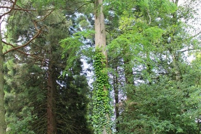 Ilustračný obrázok k článku Spoznáte stromy na novom dendrologickom chodníku v Botanickej záhrade