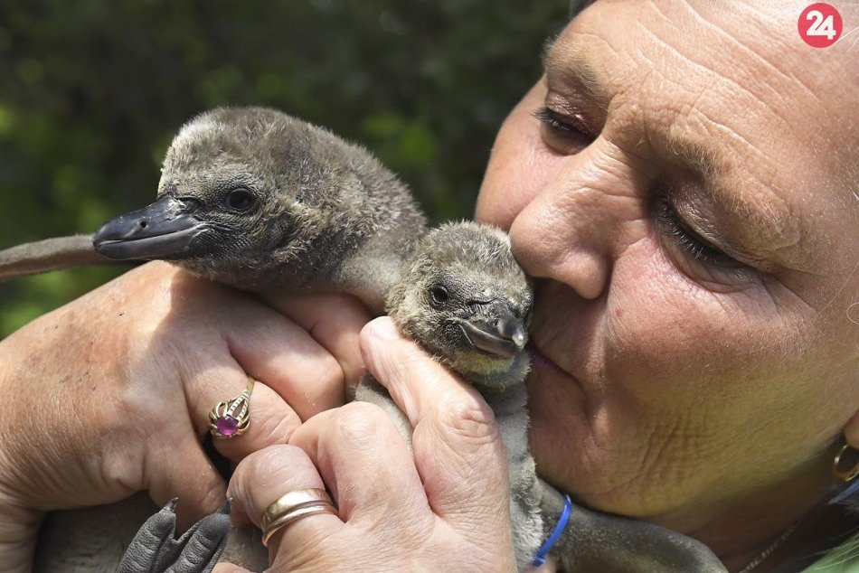 Ilustračný obrázok k článku Tučniakom sa v košickej zoo darí. Vyliahli sa ďalšie mláďatá, FOTO