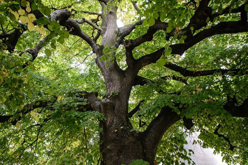 Ilustračný obrázok k článku Pamätá aj Mateja Korvína: Obrovská lipa z neďalekej obce bojuje o titul strom roka
