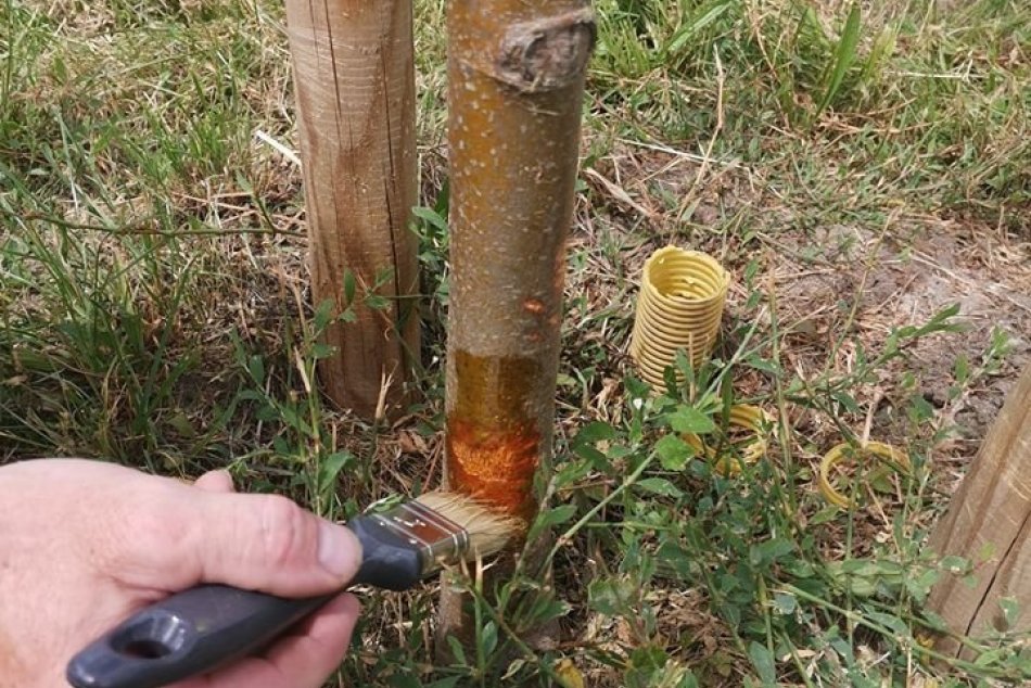 Ilustračný obrázok k článku V Bystrici naprávajú chyby koscov: Mladé stromčeky ošetrili a dali im aj ochranu, FOTO