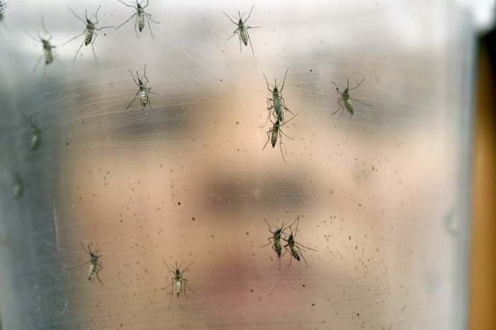 Ilustračný obrázok k článku Magistrát vraj citlivo vníma problém s komármi. Postriekať ich aj tak nemieni