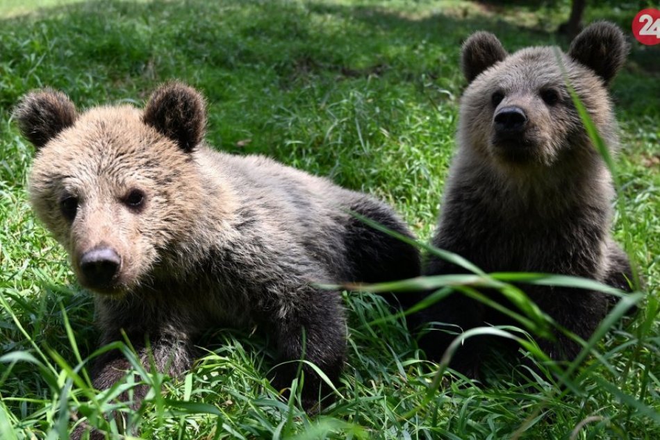 Ilustračný obrázok k článku Filip a Máša sú polročné medvieďatá v košickej zoo, FOTO