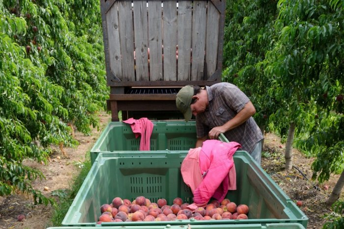 Ilustračný obrázok k článku Za broskyne a jablká si priplatíme. Mrazy zničili polovicu úrody ovocia