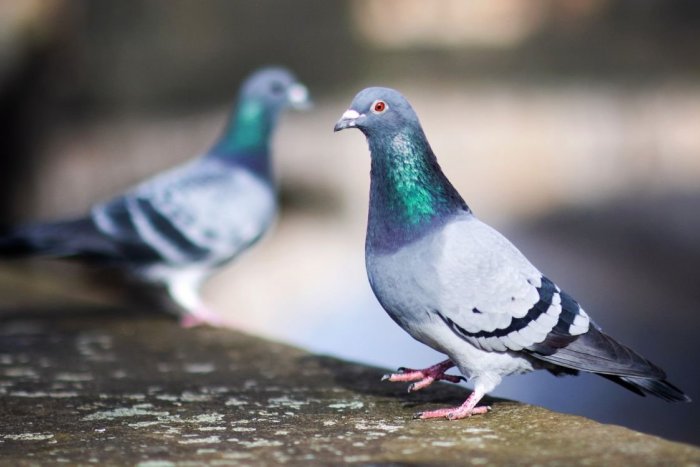 Ilustračný obrázok k článku Robia vám problém premnožené holuby? Topoľčany radia, ako postupovať