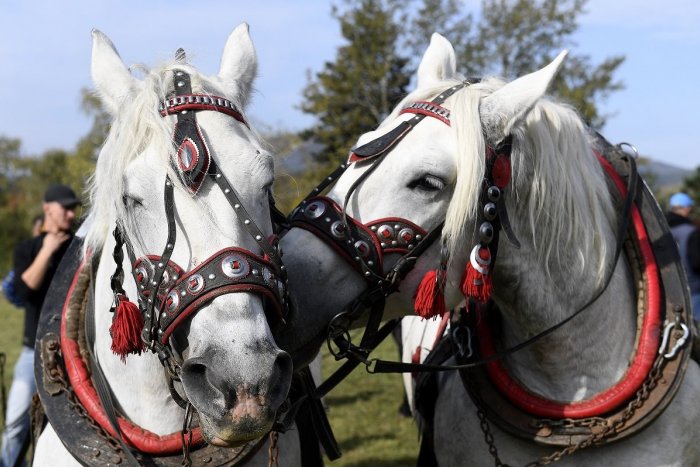 Ilustračný obrázok k článku Lučenec zažije PRETEKY furmanských koní: Súťažiť sa bude aj v jedení tradičnej DOBROTY