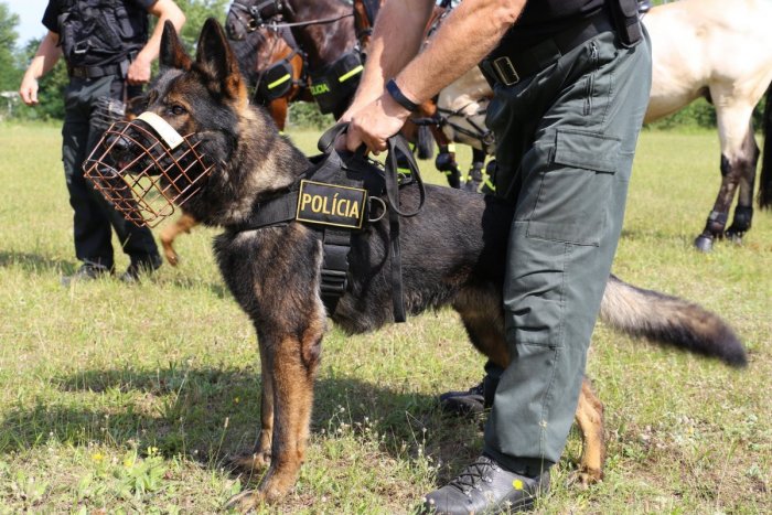 Ilustračný obrázok k článku Muži zákona rozširujú rady: Hľadajú nové policajné psy