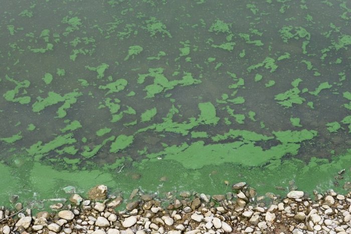Ilustračný obrázok k článku Maďarskému jazeru Balaton hrozí premnoženie rias a siníc. Zakážu kúpanie?