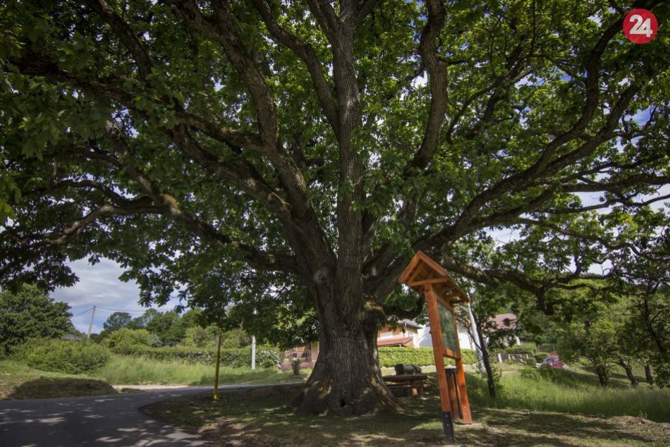 Ilustračný obrázok k článku V ankete Strom roka 2020 aj reprezentant z nášho okresu: Odfoťte sa so 700-ročným dubom v Drnave, FOTO