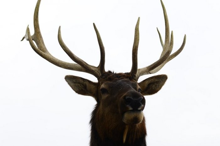 Ilustračný obrázok k článku Ako sa do Tatier dostali jelene z Colorada? Klamstvom!