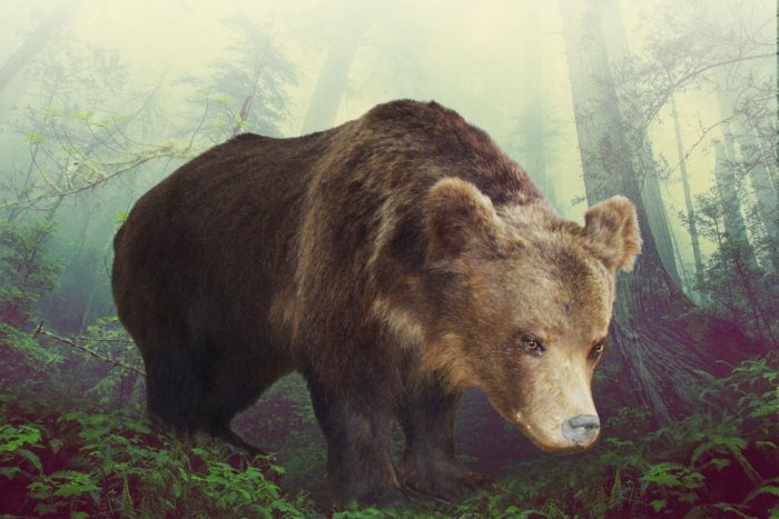 Ilustračný obrázok k článku Medveďa vidieť radšej v múzeu, než ho stretnúť v okolí Považskej: Ako sa chrániť?