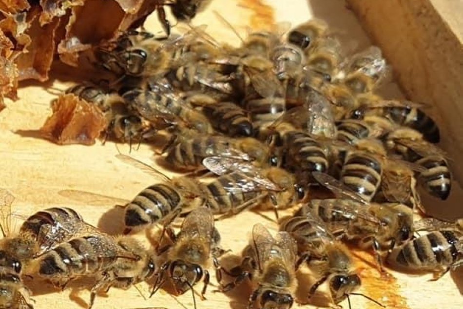 Ilustračný obrázok k článku Bystrická škola zabodovala s projektom o včelách: Získala prestížne európske ocenenie