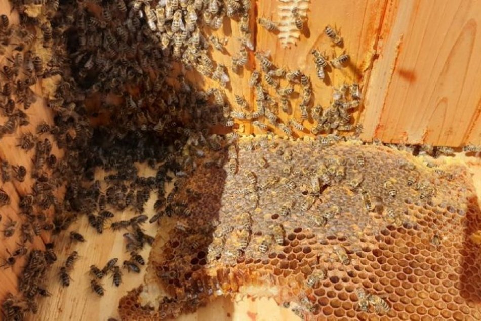 Ilustračný obrázok k článku V Lučenci pribudla atraktívna NOVINKA: Poležať si môžete priamo pri včelách